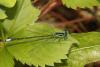 Ischnura verticalis